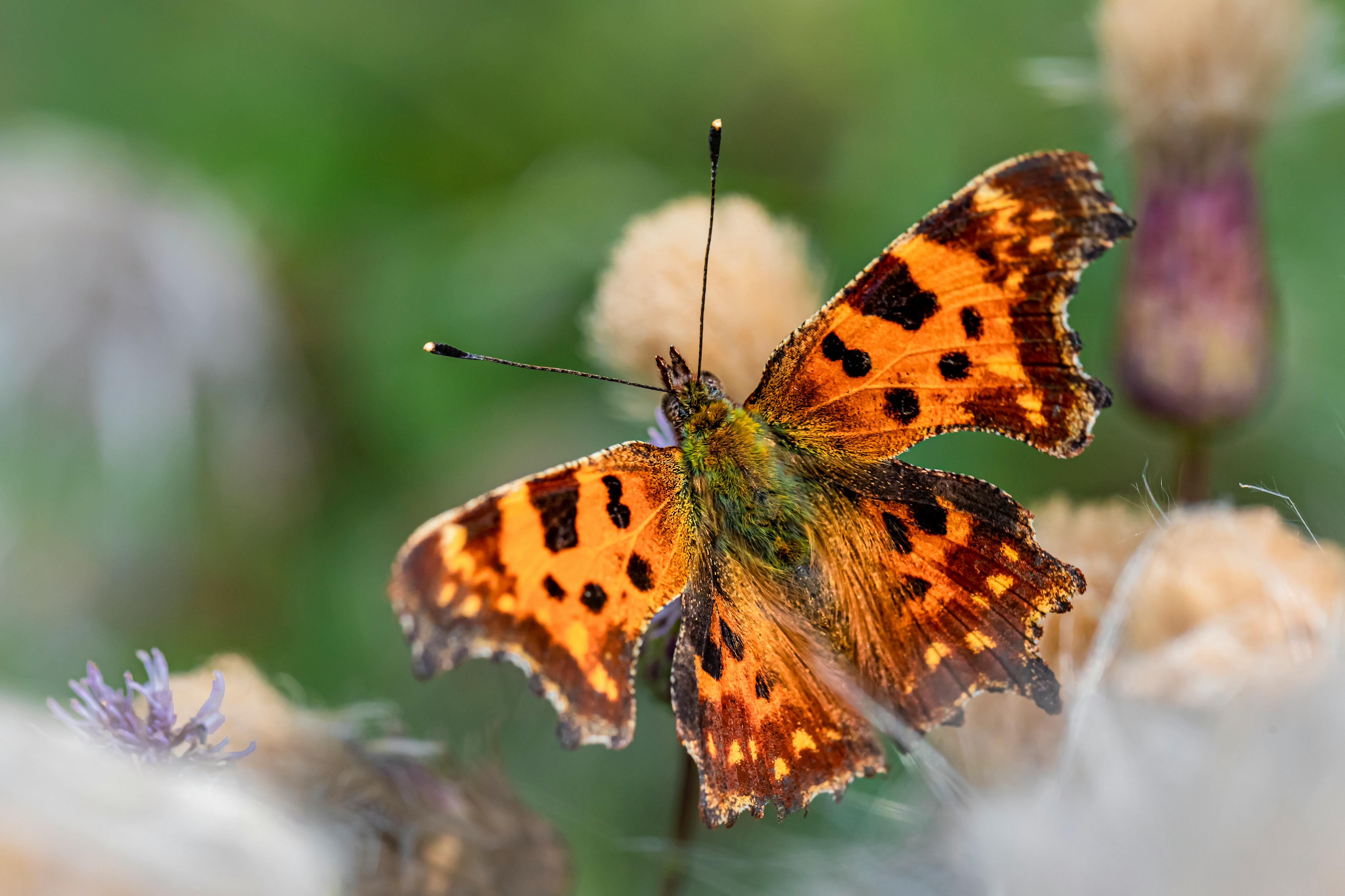 Fluture frumos pe o floare, simbolizând metamorfoza și transformarea spirituală asociate cu 5555