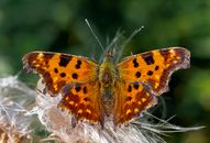 Close Up Photo of a Butterfly