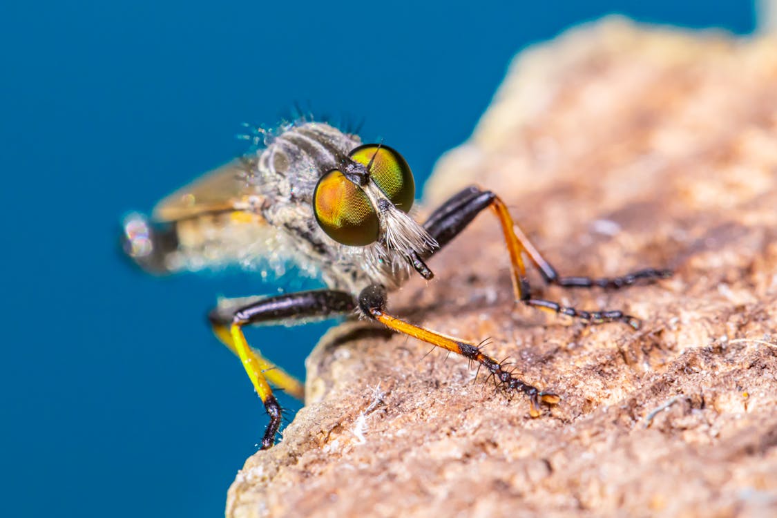 Fly Perched on Brown Rock