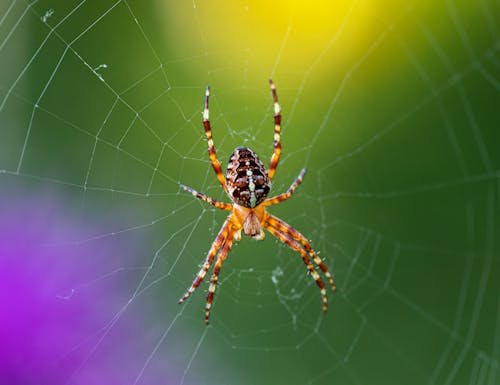 Spider on Web in Close Up Photography