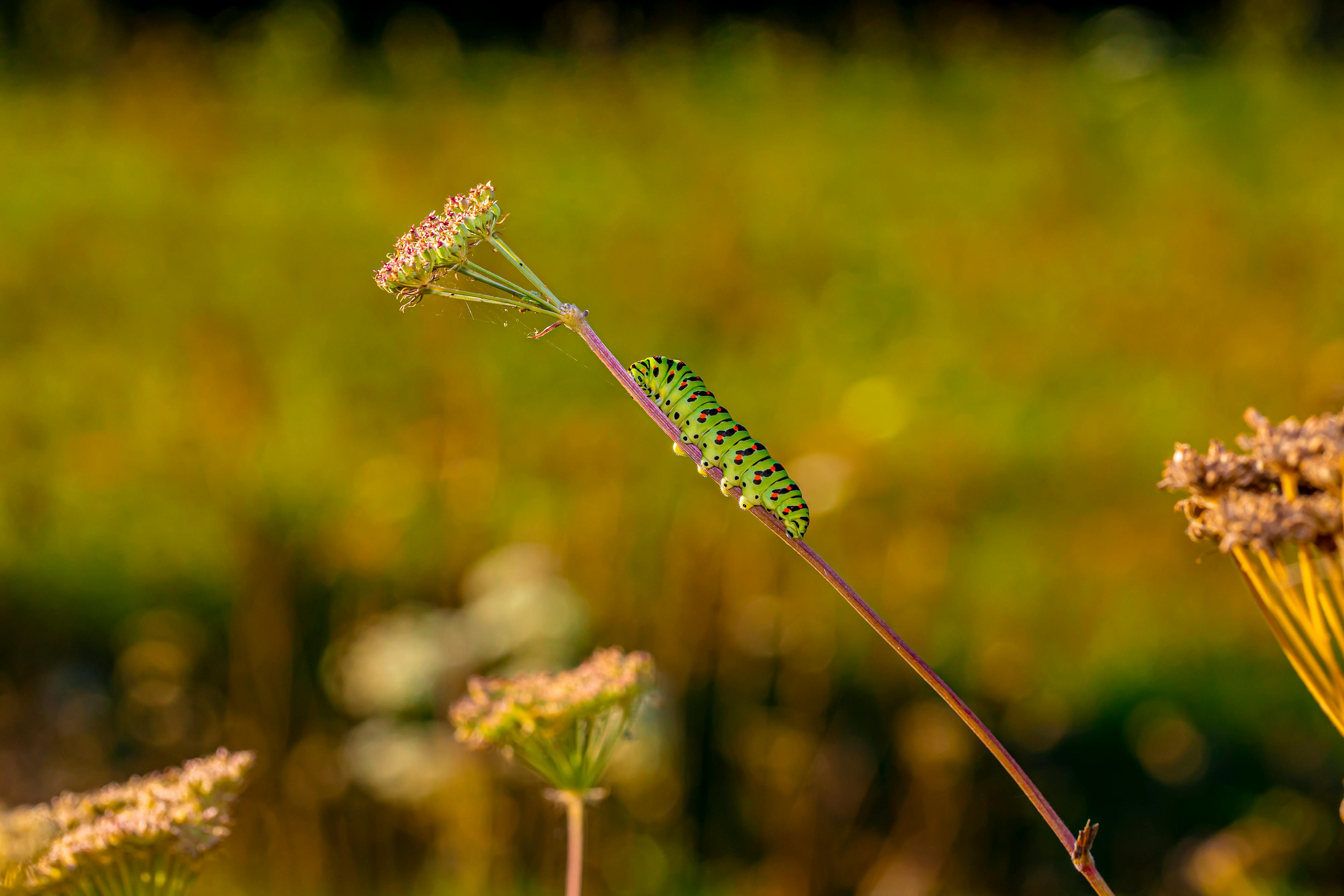 New World Screwworm | Animal and Plant Health Inspection Service — Photo by Erik Karits on Pexels