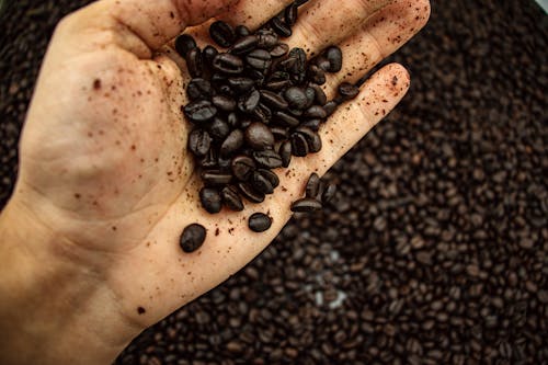 Coffee Beans on Person's Hand
