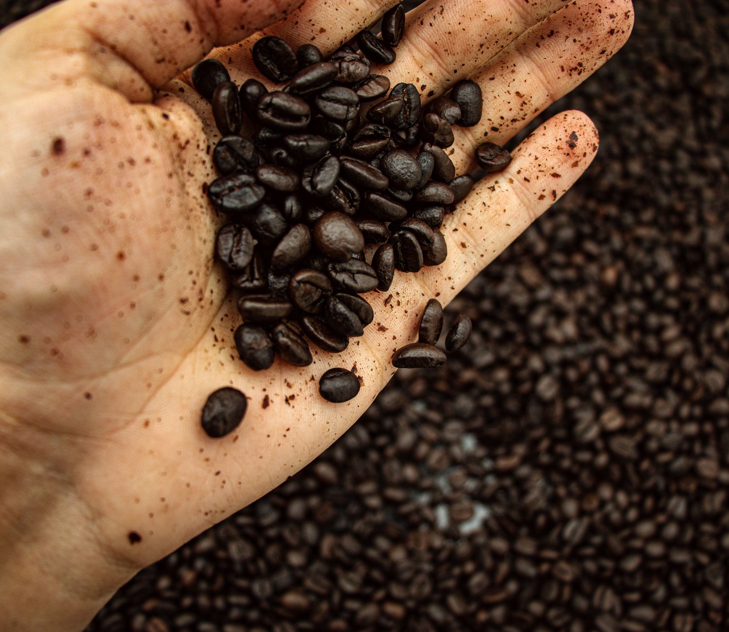 Freshly roasted coffee beans in a roaster's hand