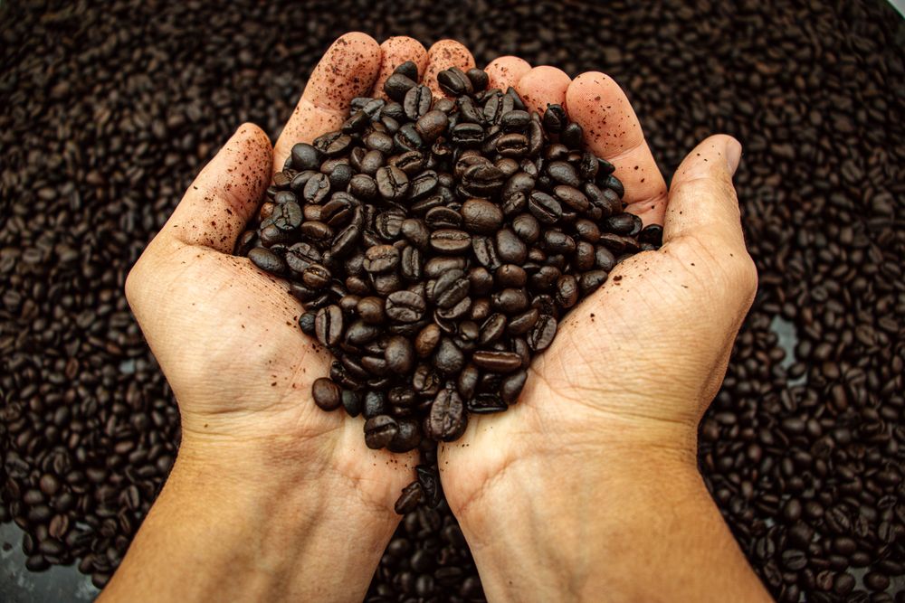 Roasted coffee beans held in two hands