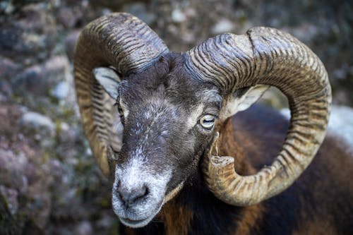 Free Close Up Shot of Ram Animal Stock Photo