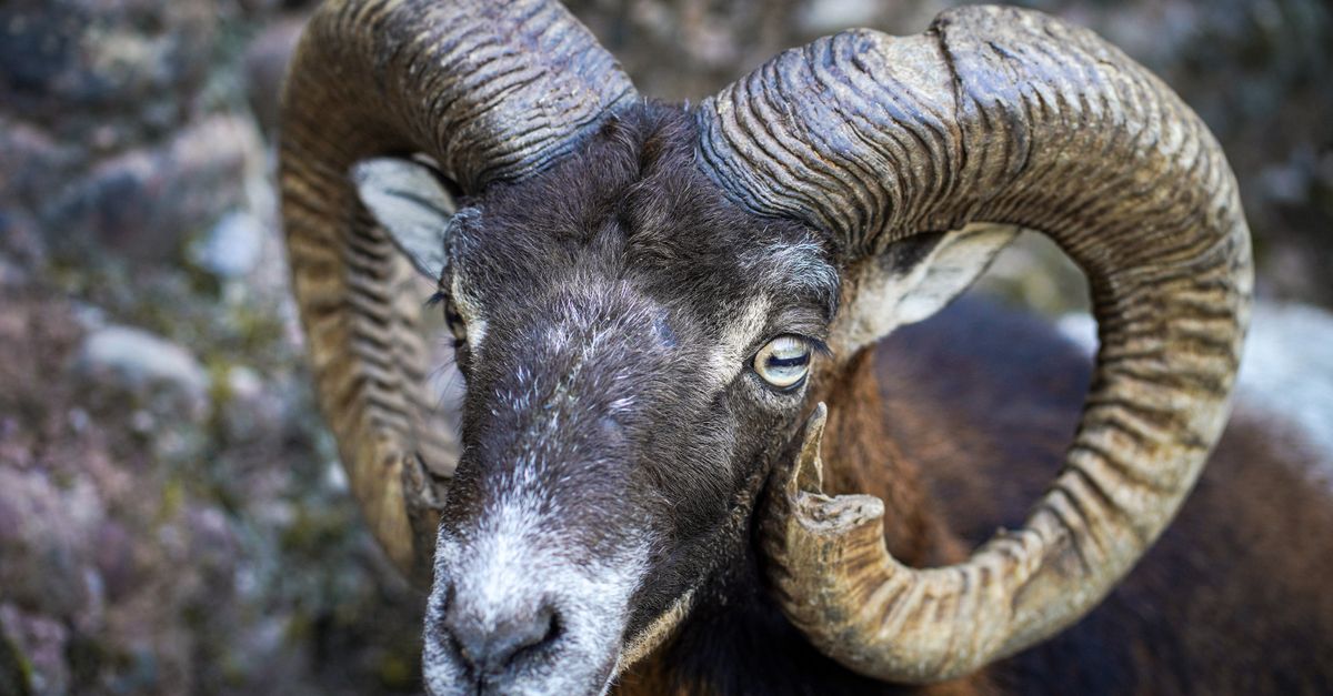 Animals Like Rams Close Up Shot of Ram Animal · Free Stock Photo