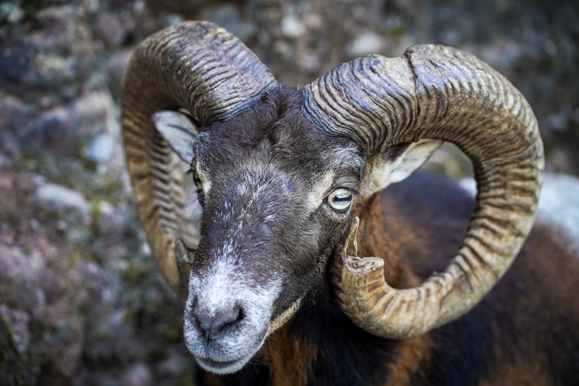 Close Up Shot of Ram Animal