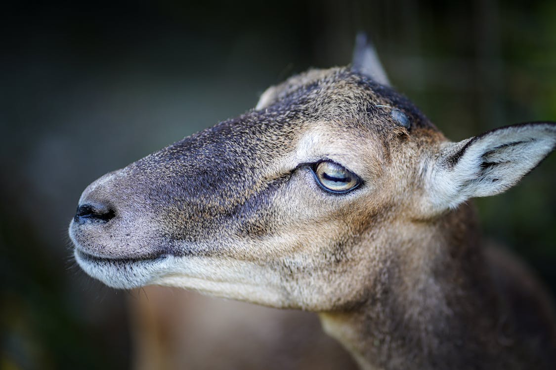 Close Up Shot of an Animal