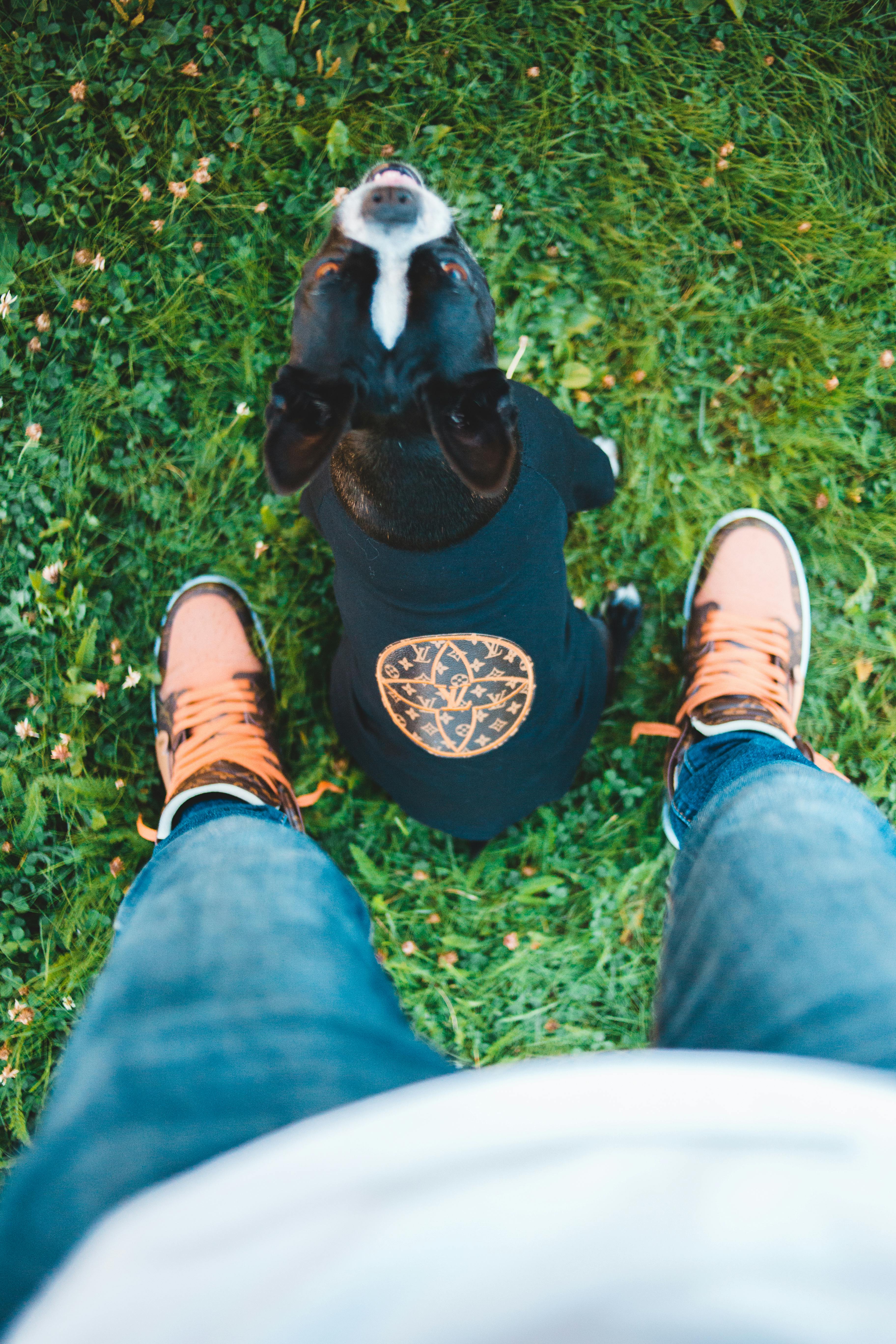 Top view of cute purebred dog looking at camera near crop anonymous person in jeans and sneakers on fresh grass