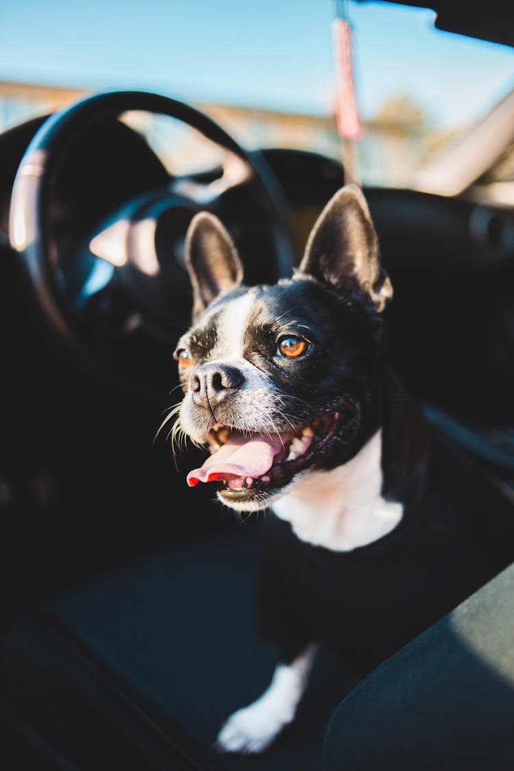 Cute Happy Dog Resting On Seat Of Car