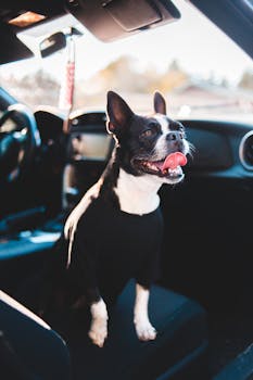 Cute little French Bulldog with tongue out in costume resting in expensive new automobile