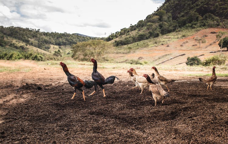 Chickens On Brown Field