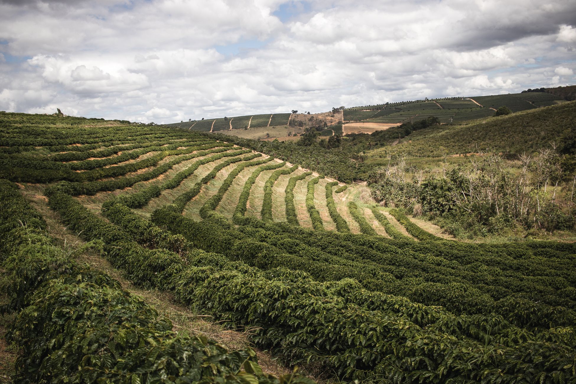 Scenic view of a terraced plantation under a cloudy sky, showcasing rural agriculture.