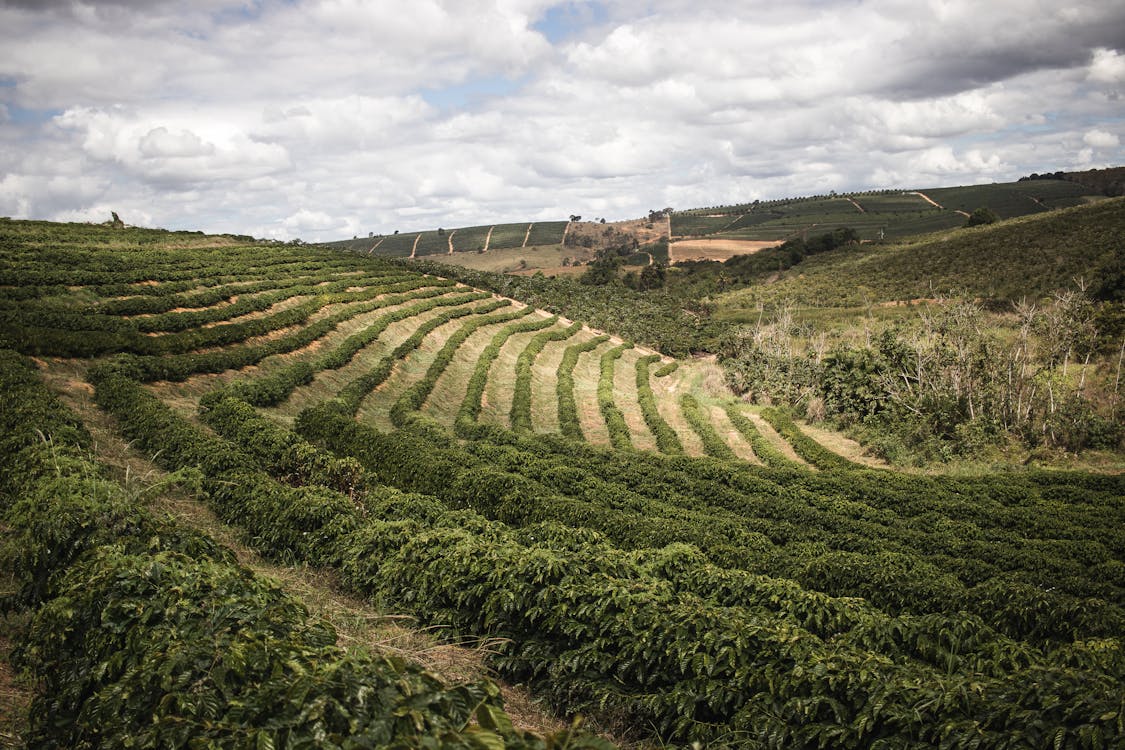 Foto stok gratis agrikultura, bidang, bukit