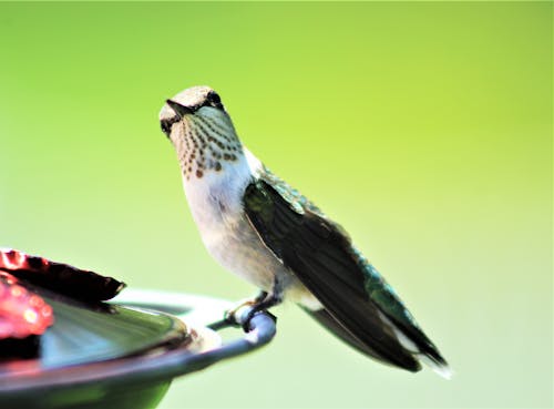 Brown And White Hummingbird