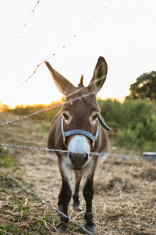 Cute donkey in bridle standing in enclosure