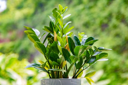 Green Plant in Ceramic Pot