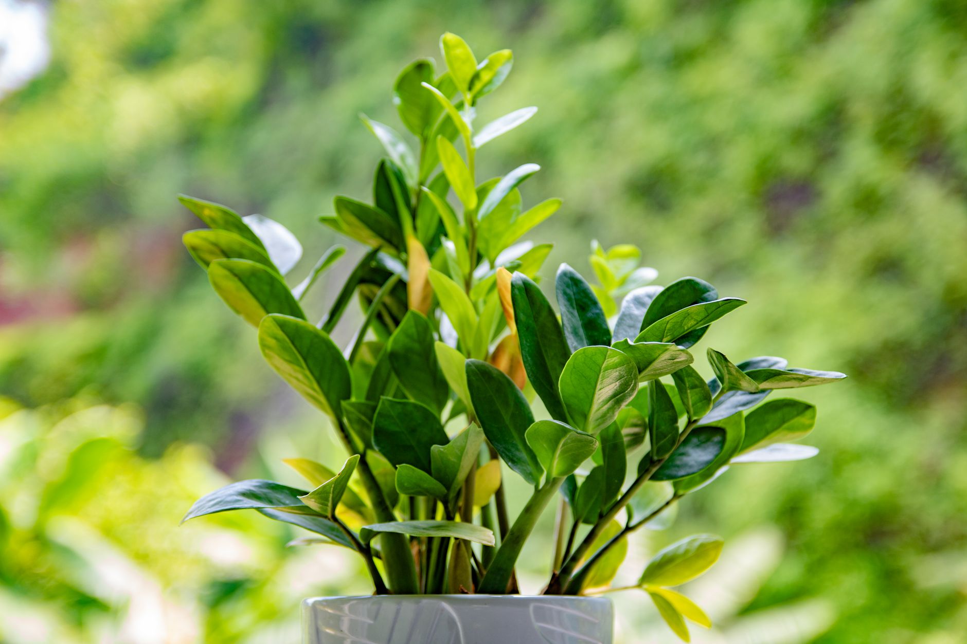 Vibrant green plant with glossy leaves in white pot against a blurred background.