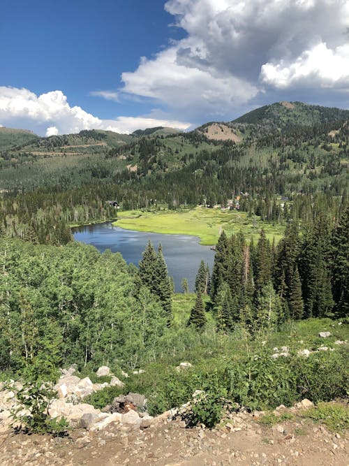 Green Pine Trees Near Lake 