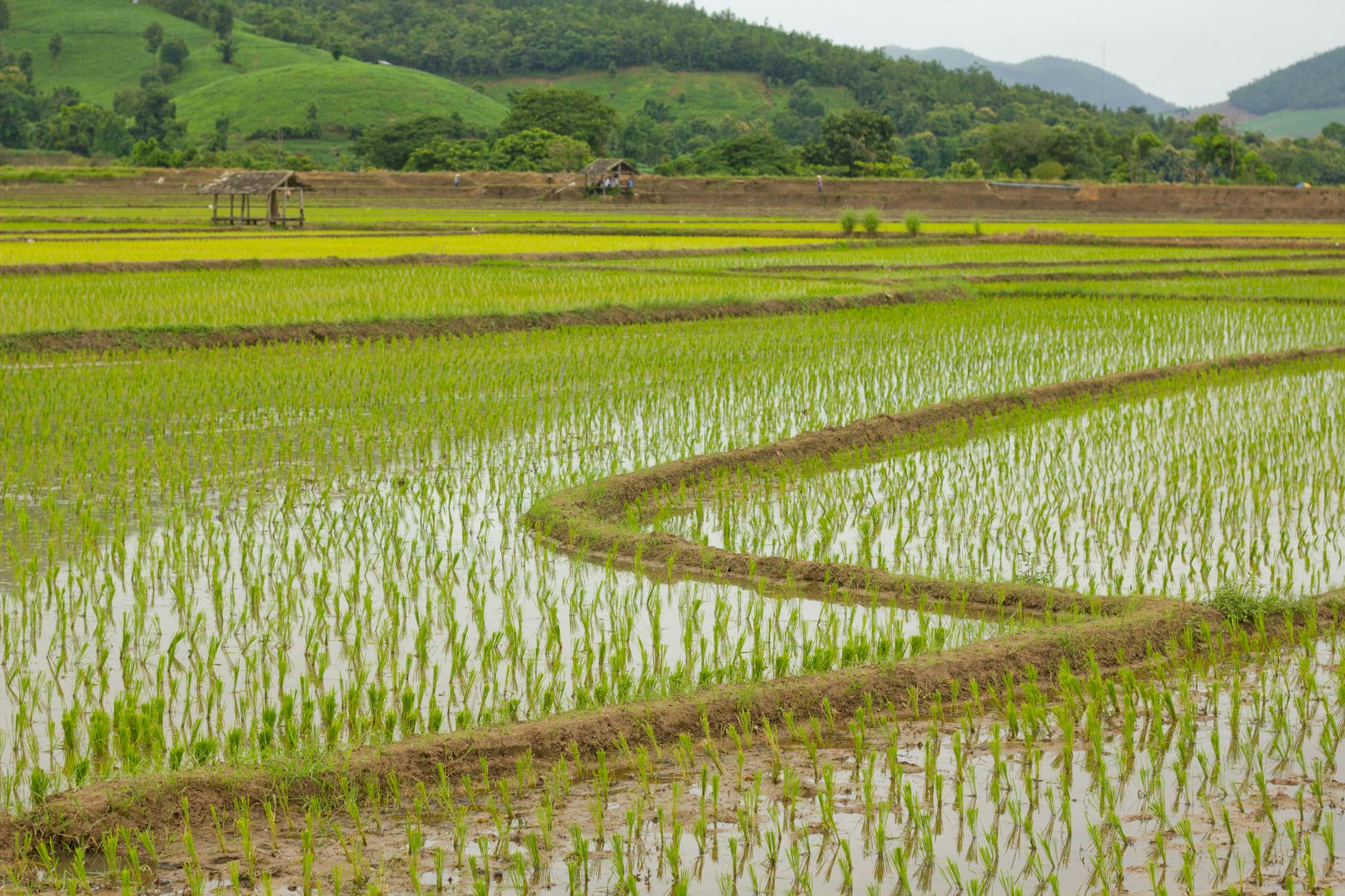 The Lifegiving Grain: A Deep Dive into the Wonders of Rice - Photo by Sirikul R