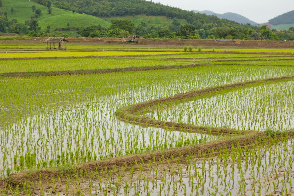 Foto profissional grátis de agricultura, área, arroz