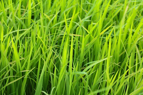 Free Green Grass Field Stock Photo