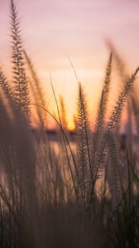 Close-up of grass reeds against a colorful sunset sky in Dubai, UAE, capturing nature's tranquility.