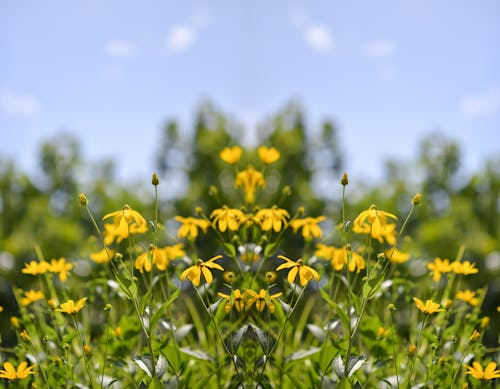 Безкоштовне стокове фото на тему «газон, жовтий, квіти»