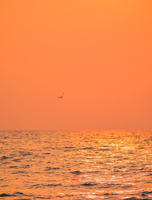 Free stock photo of above sea, beach, beach sunset