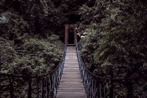 Free Wooden Bridge in the Forest Stock Photo