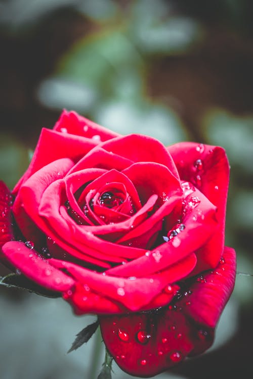 Red Rose in Full Bloom 