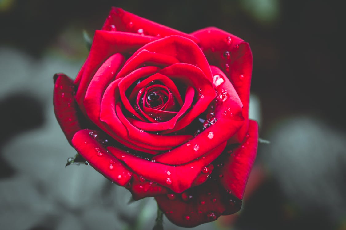 Khám phá sự tuyệt đẹp của hoa hồng trong ảnh cận cảnh 4k. Mỗi cánh hoa và chi tiết nhỏ trên bông hoa đều được tái hiện tinh tế, khiến bạn như đang ngắm nhìn chúng trực tiếp. Hãy đến với ảnh hoa hồng 4k này để thưởng thức tạo hình hoàn hảo và sắc màu tuyệt đẹp của loài hoa ý nghĩa này.