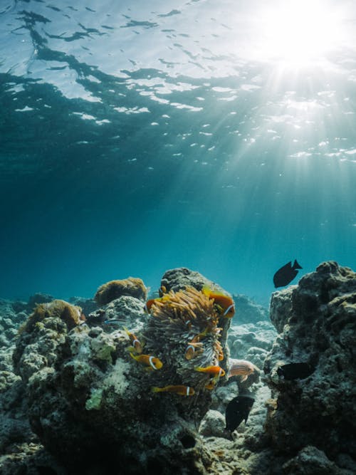 Exotic fish swimming near coral reefs in blue seawater