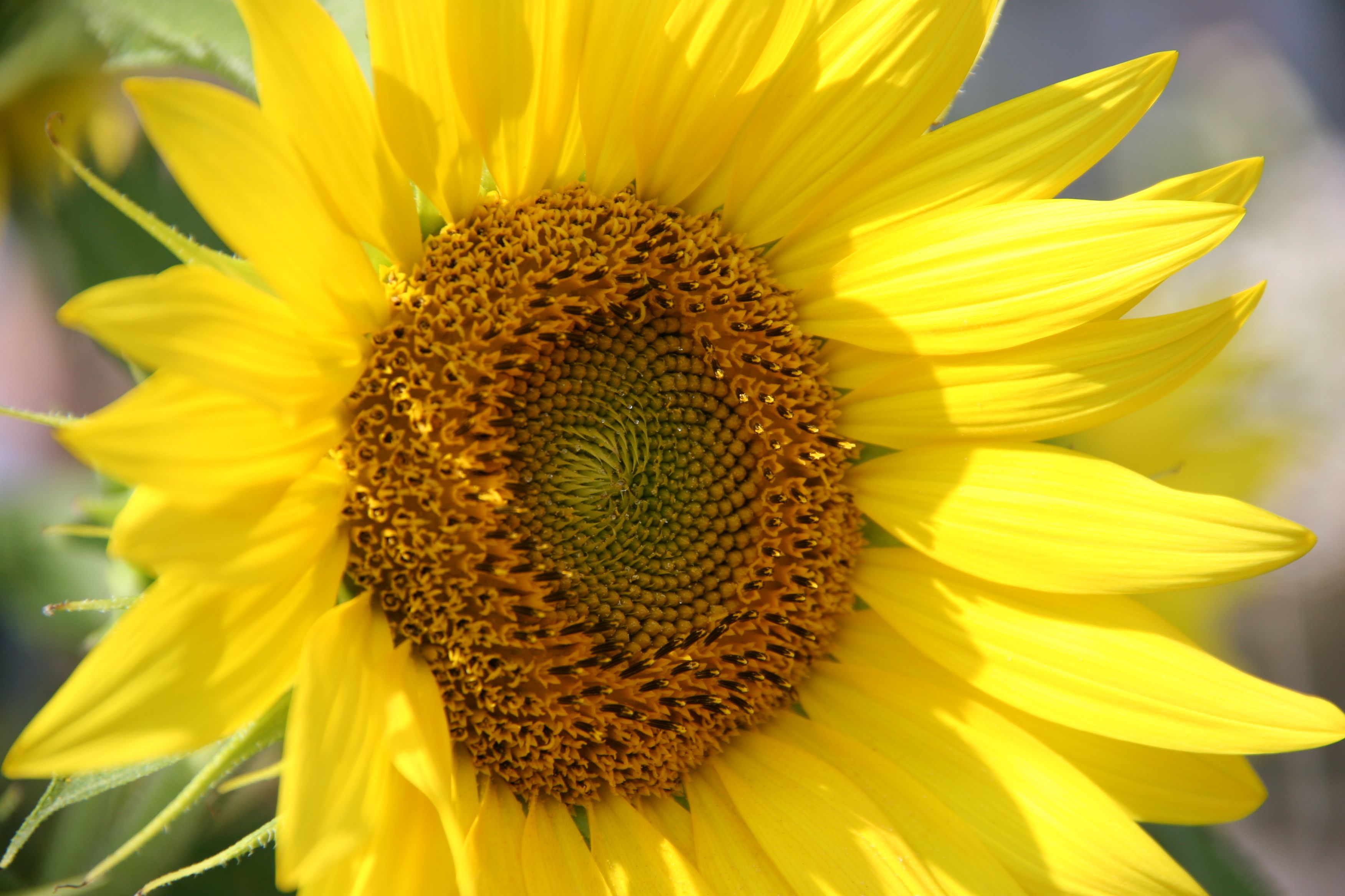 Yellow Sunflower in Close Up Photography · Free Stock Photo