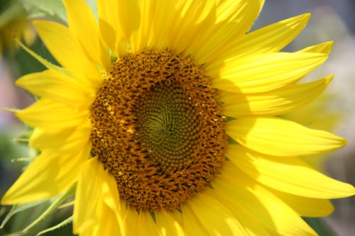 Ilmainen kuvapankkikuva tunnisteilla auringonkukka, hede, kasvikunta Kuvapankkikuva