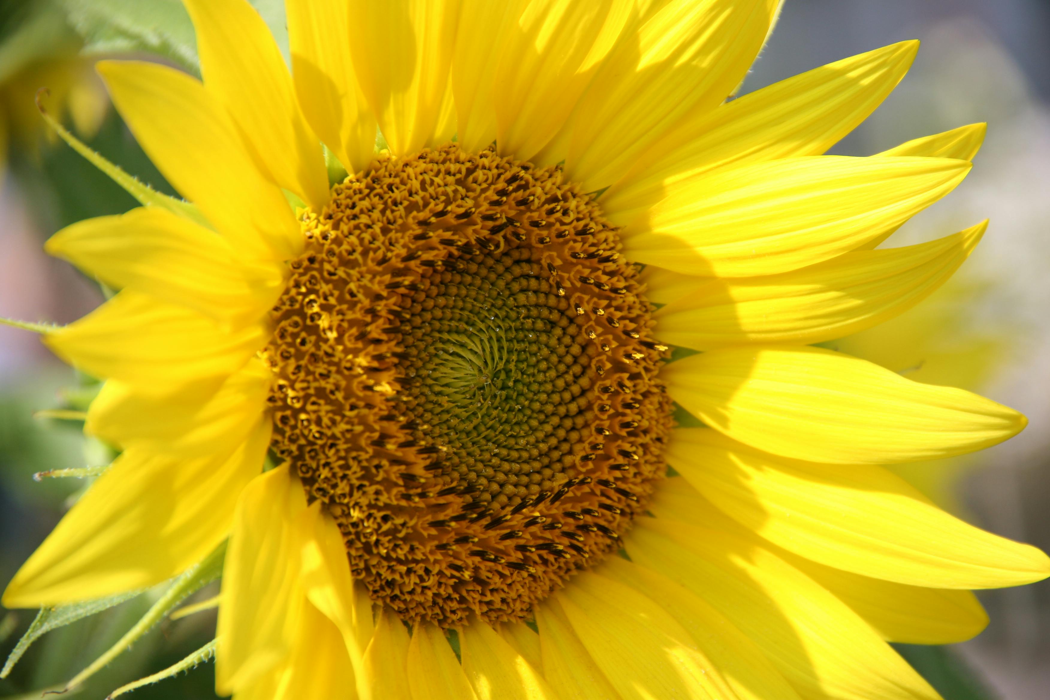 Yellow Sunflowers · Free Stock Photo