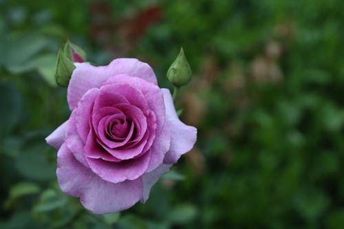 Free Pink Rose in Bloom Stock Photo