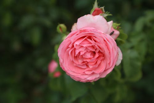 Gratis Fotos de stock gratuitas de floración, macro, pétalos Foto de stock