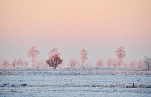 Free A tranquil snowy landscape featuring frosted trees under a pastel sky at twilight. Stock Photo