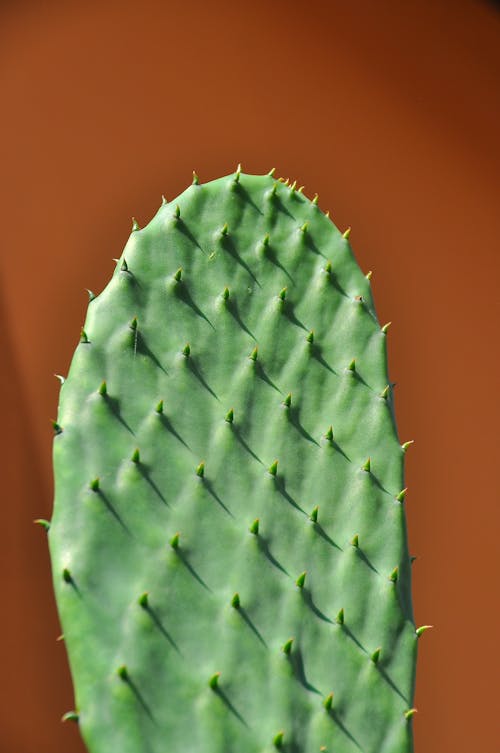 Gratis lagerfoto af grøn, kaktus, pigge