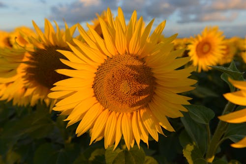 คลังภาพถ่ายฟรี ของ zonnebloem, zonnebloemen