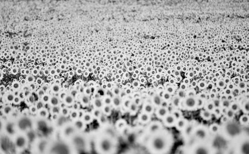 Free Black and White Photo of a Flower Field Stock Photo