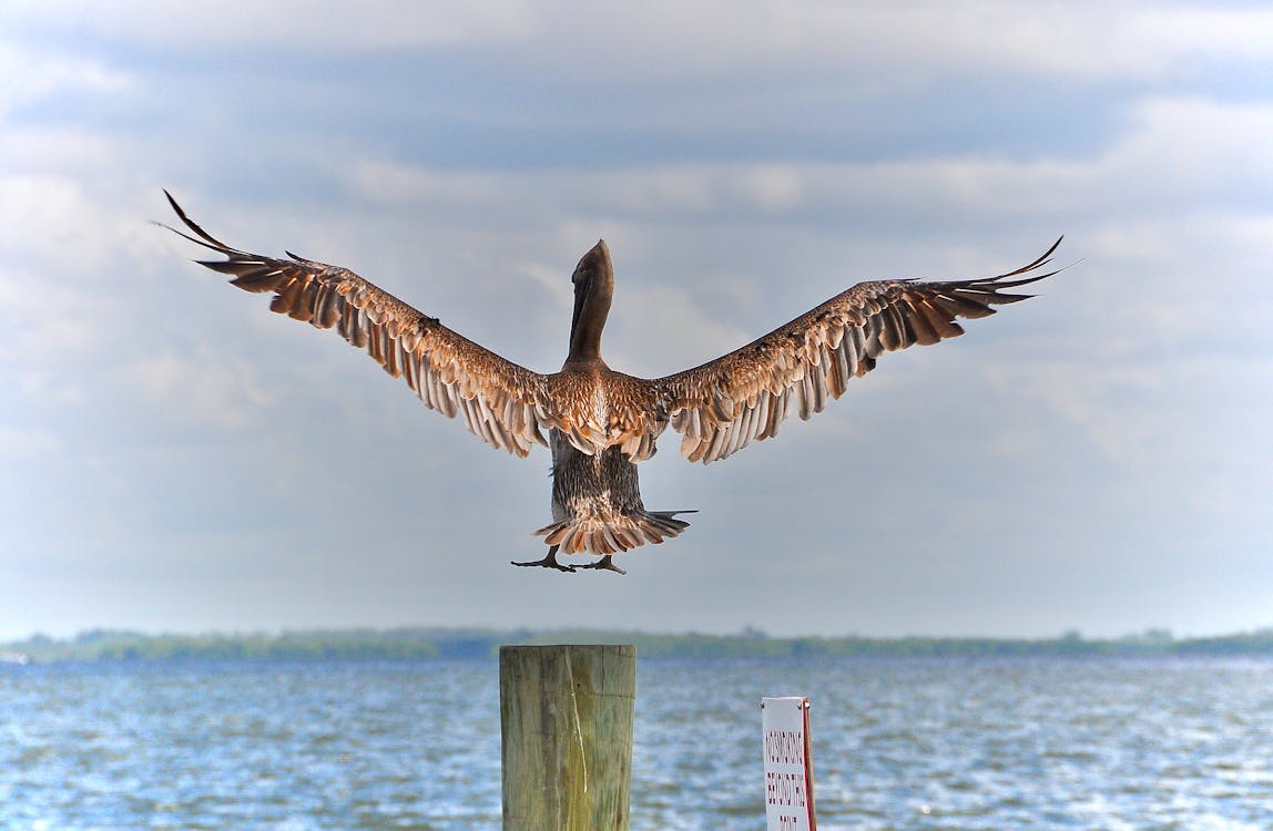 Foto profissional grátis de aterrissagem, bruine pelikaan, pouso
