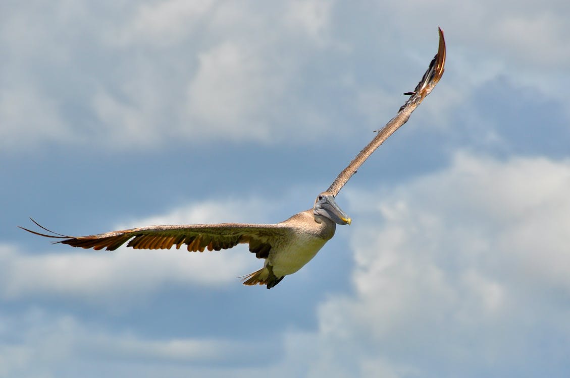 Gratis stockfoto met bruine pelikaan