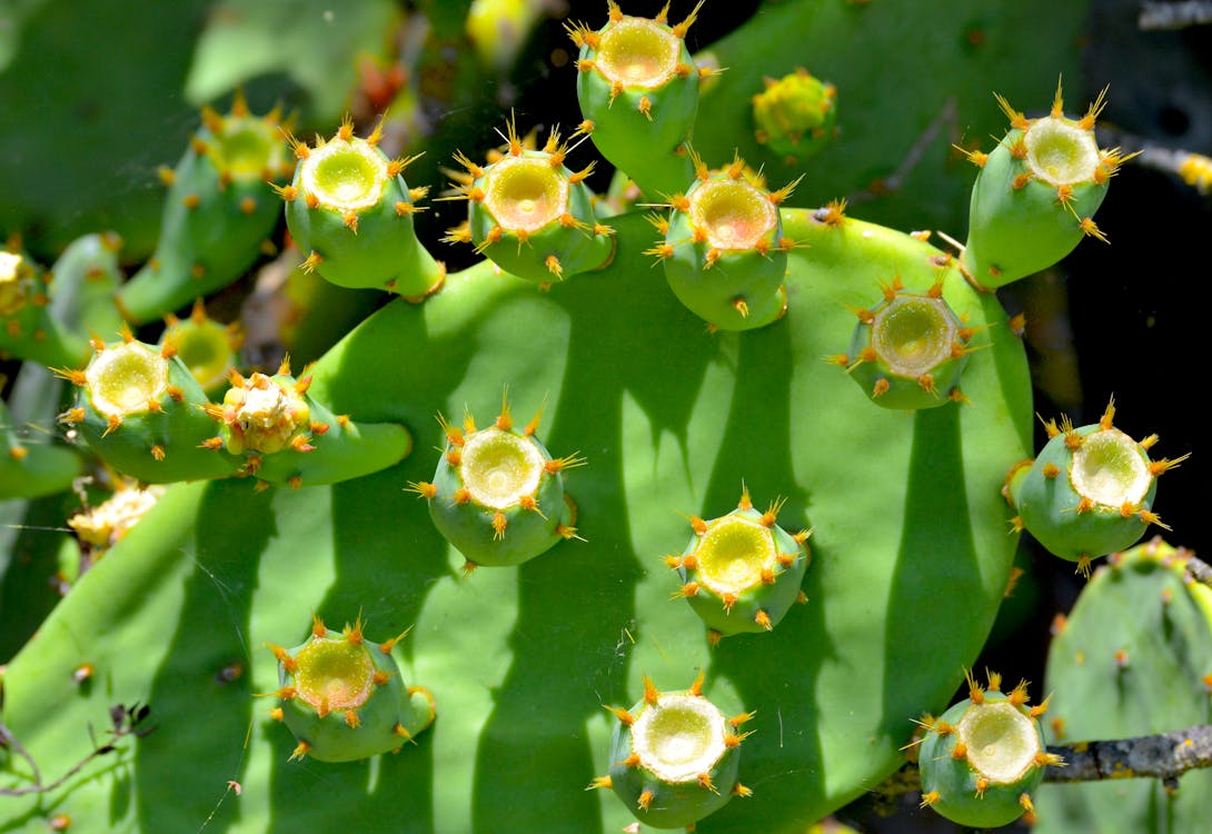 Free stock photo of cactus