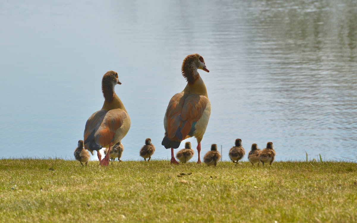 Gratis lagerfoto af eend, eenden, familie