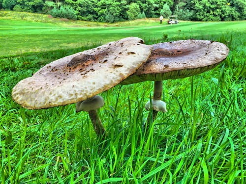 Foto stok gratis golf, paddenstoelen