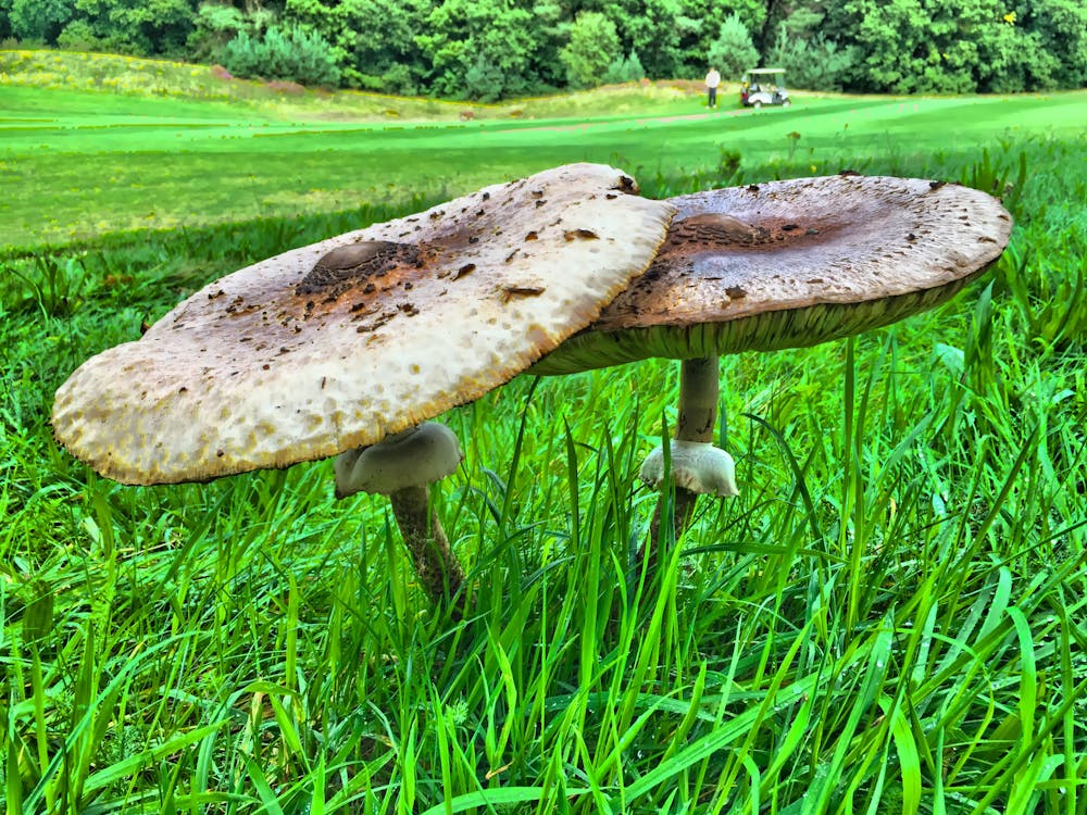 Free stock photo of golf, paddenstoelen