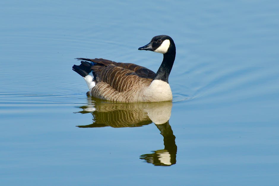Brown White and Blue Duck · Free Stock Photo
