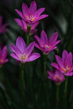 Stunning close-up of pink crocus flowers in full bloom against a dark background, perfect for nature enthusiasts.